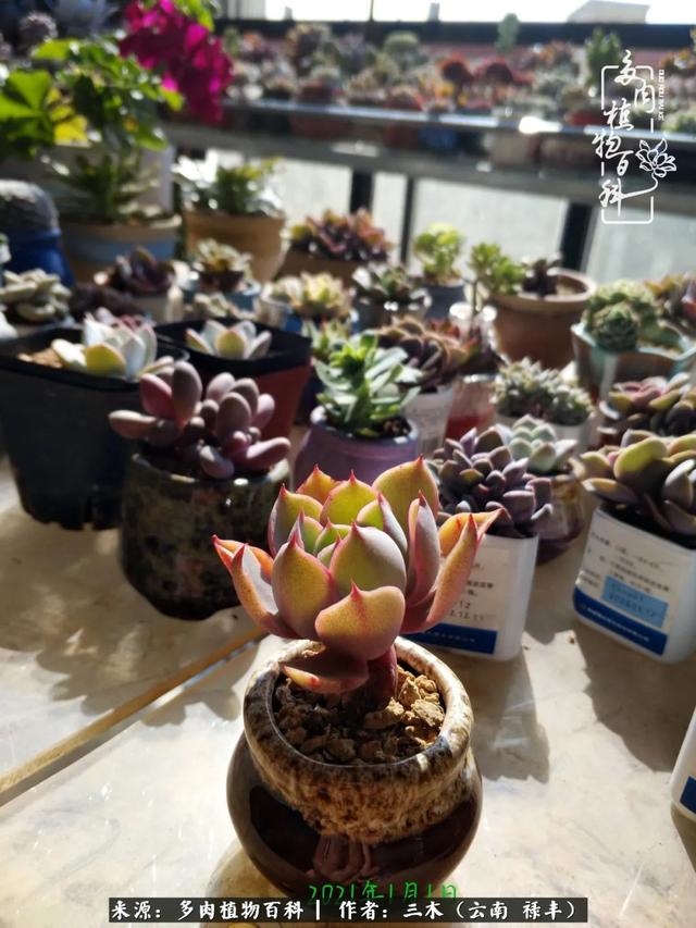 穷玩多肉，我靠扦插成大户