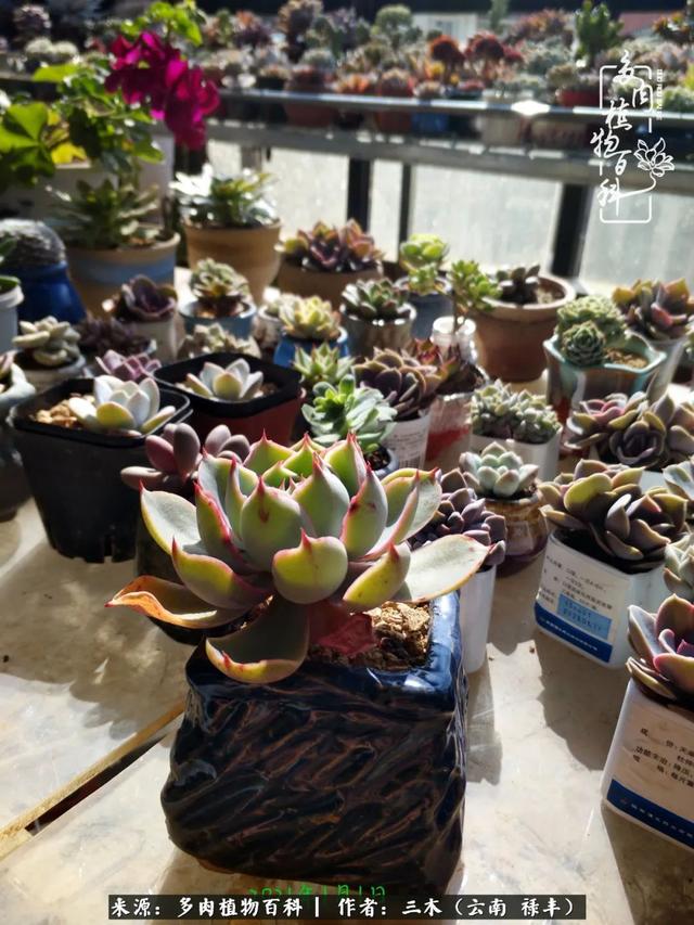 穷玩多肉，我靠扦插成大户