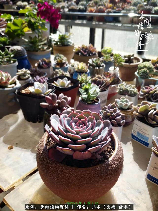 穷玩多肉，我靠扦插成大户