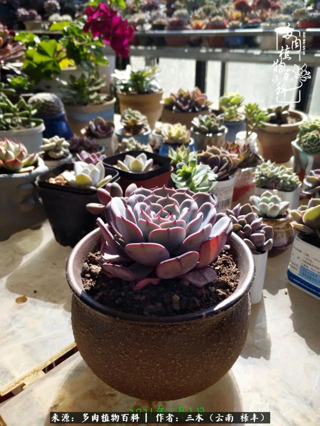 穷玩多肉，我靠扦插成大户