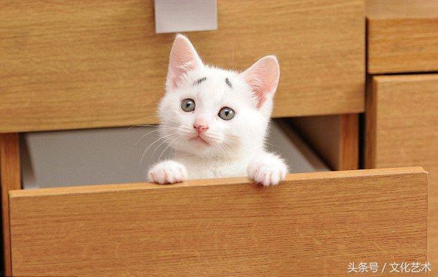 猫咪天生两撇“生辰眉”，一副焦虑和惊讶的表情