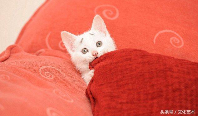 猫咪天生两撇“生辰眉”，一副焦虑和惊讶的表情