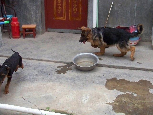 大狗容易出现趴蹄，是怎么造成的？缺钙只是其中一个原因