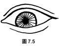 面相解析：論眼（三十五歲至四十歲行眼運），看你中年运势如何！