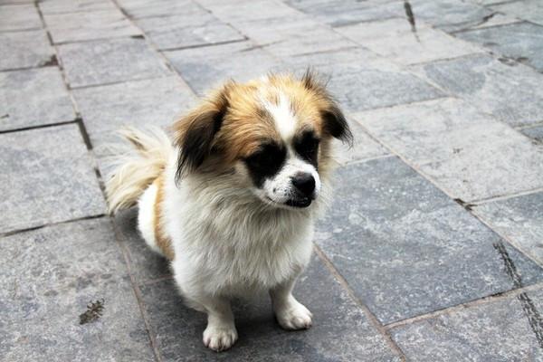 狗狗为什么会出现生辰脚？不一定全是骨头的原因！