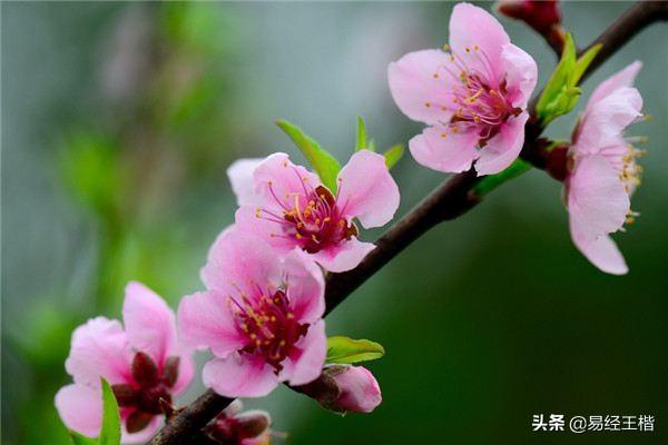 桃花与桃花劫