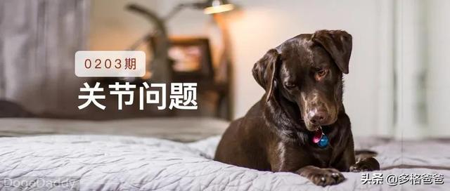 大部分狗狗都有关节问题，如何进行日常检查？