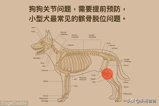 大部分狗狗都有关节问题，如何进行日常检查？