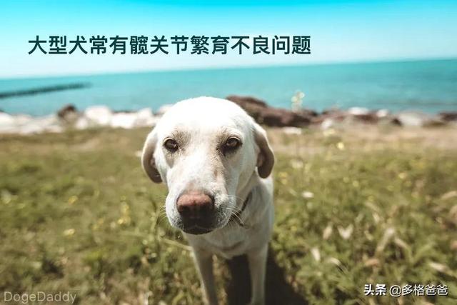 大部分狗狗都有关节问题，如何进行日常检查？