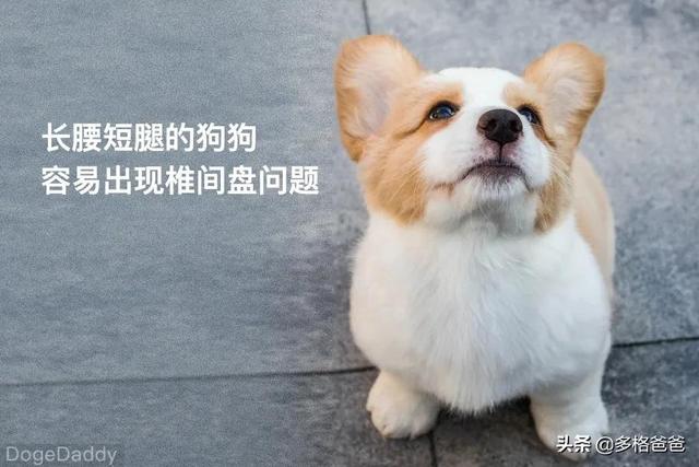 大部分狗狗都有关节问题，如何进行日常检查？