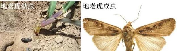 地老虎危害严重，你认识吗？怎么防？