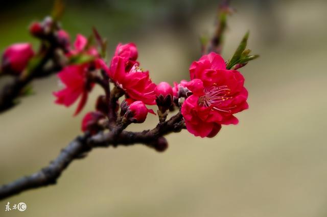 生肖配对可信吗？带你一探究竟！
