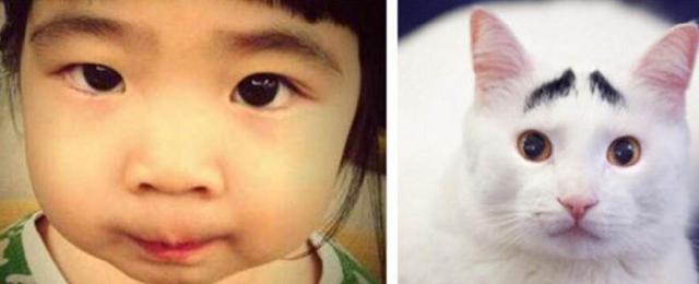 猫咪有了眉毛竟如此可爱，只因它天生一副生辰眉，大家都爱不释手
