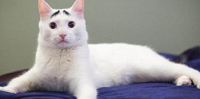 猫咪有了眉毛竟如此可爱，只因它天生一副生辰眉，大家都爱不释手
