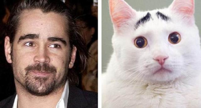 猫咪有了眉毛竟如此可爱，只因它天生一副生辰眉，大家都爱不释手