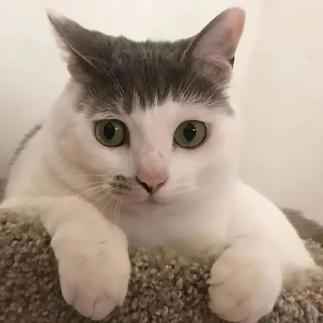 有刘海的猫咪，也太太太太可爱了吧！这颜值完全不亚于正八脸猫