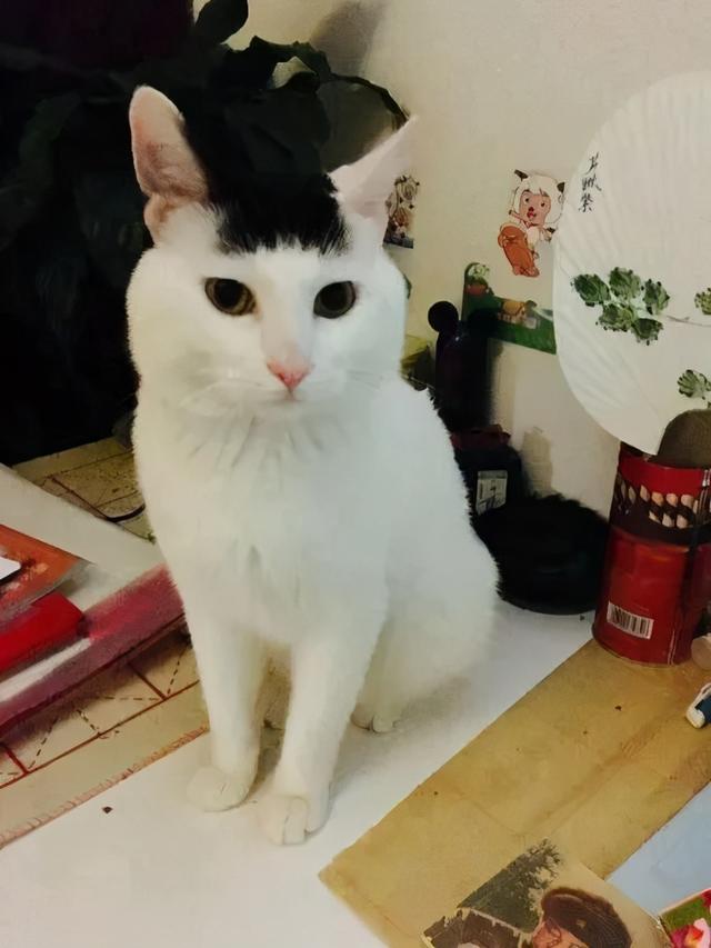 有刘海的猫咪，也太太太太可爱了吧！这颜值完全不亚于正八脸猫