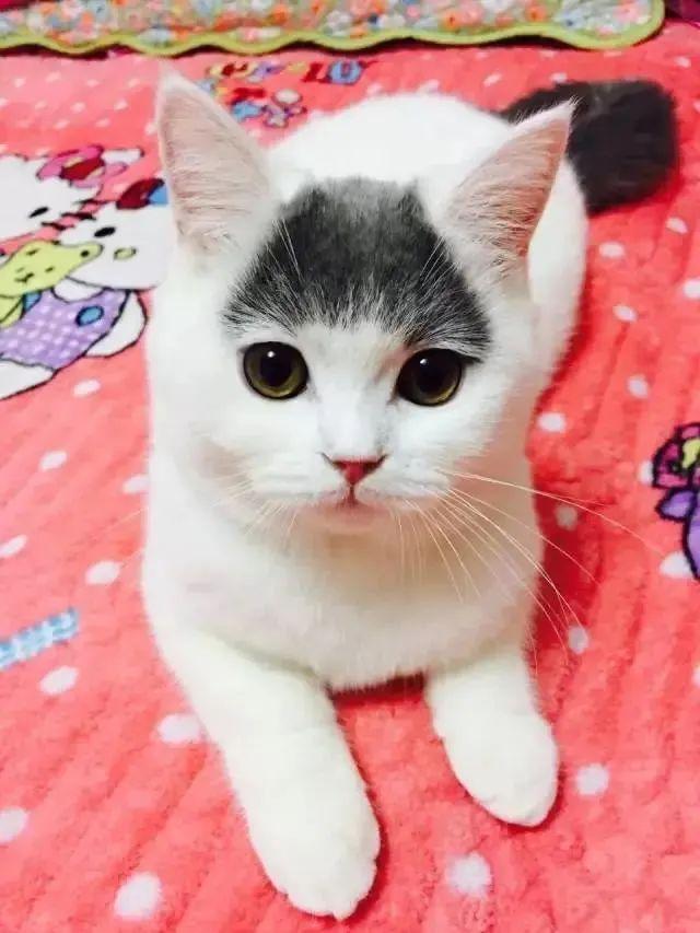 有刘海的猫咪，也太太太太可爱了吧！这颜值完全不亚于正八脸猫