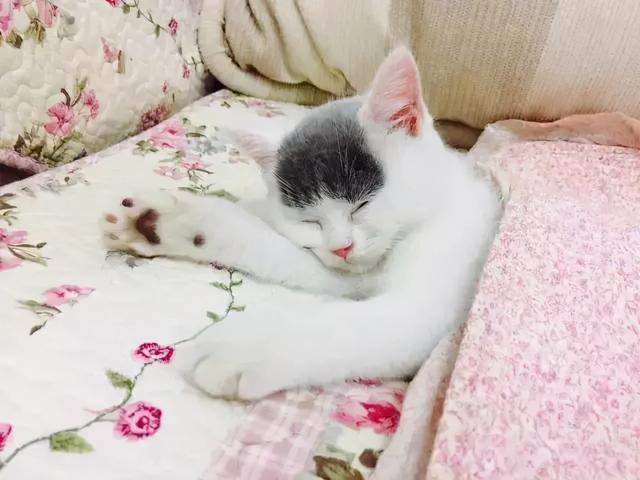有刘海的猫咪，也太太太太可爱了吧！这颜值完全不亚于正八脸猫