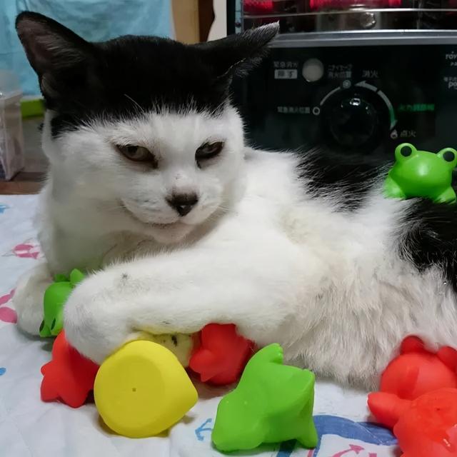 有刘海的猫咪，也太太太太可爱了吧！这颜值完全不亚于正八脸猫