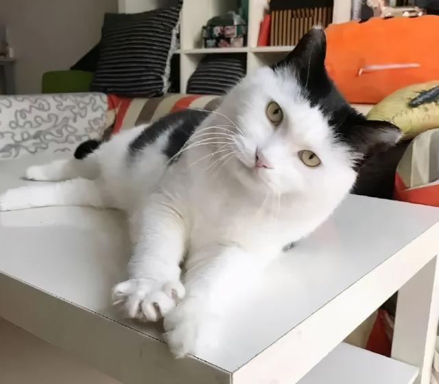 有刘海的猫咪，也太太太太可爱了吧！这颜值完全不亚于正八脸猫