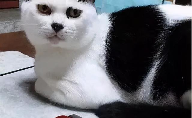 有刘海的猫咪，也太太太太可爱了吧！这颜值完全不亚于正八脸猫