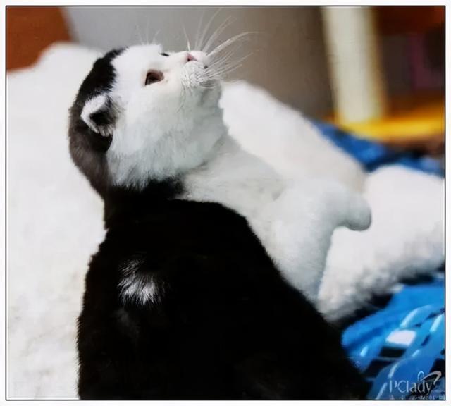有刘海的猫咪，也太太太太可爱了吧！这颜值完全不亚于正八脸猫