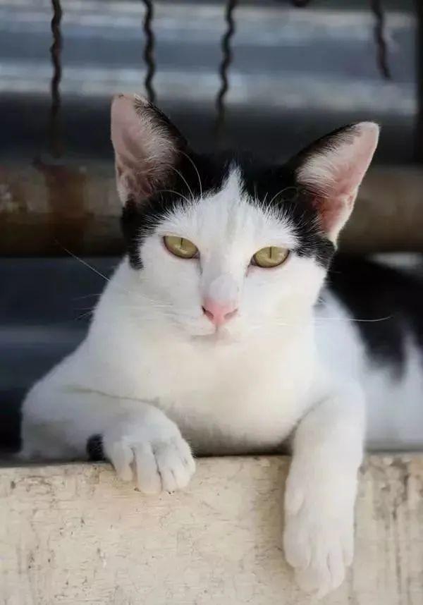 有刘海的猫咪，也太太太太可爱了吧！这颜值完全不亚于正八脸猫