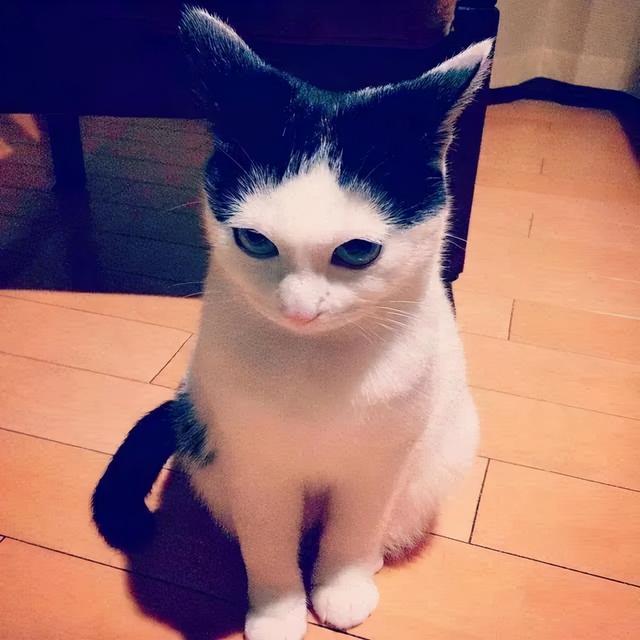 有刘海的猫咪，也太太太太可爱了吧！这颜值完全不亚于正八脸猫