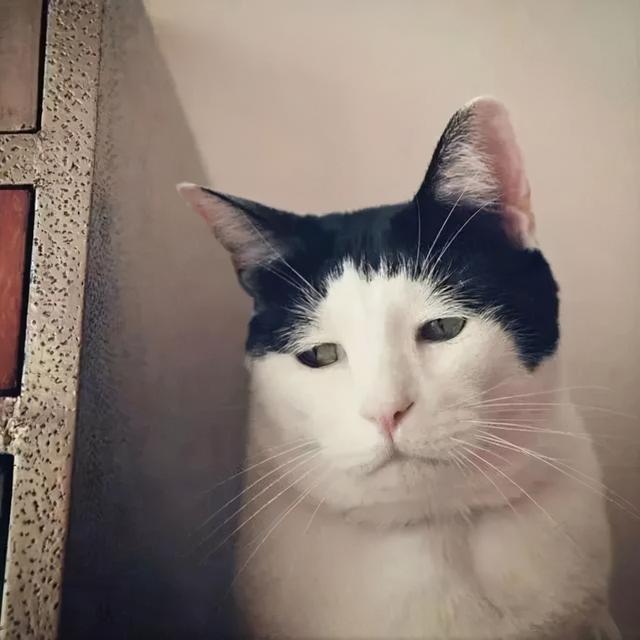 有刘海的猫咪，也太太太太可爱了吧！这颜值完全不亚于正八脸猫