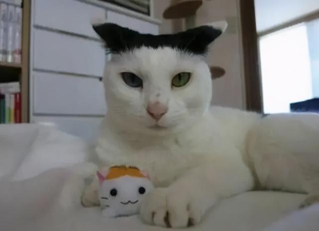 有刘海的猫咪，也太太太太可爱了吧！这颜值完全不亚于正八脸猫
