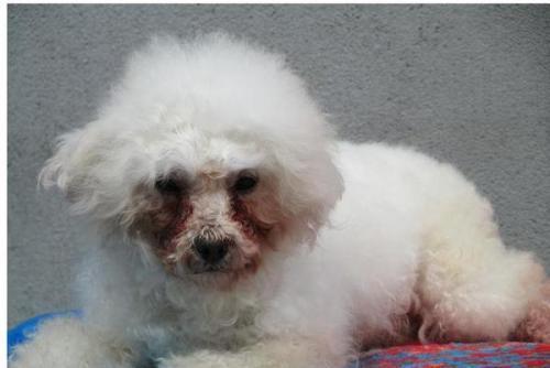 当心！比熊犬有这5种情况，说明“缺钙”很严重！