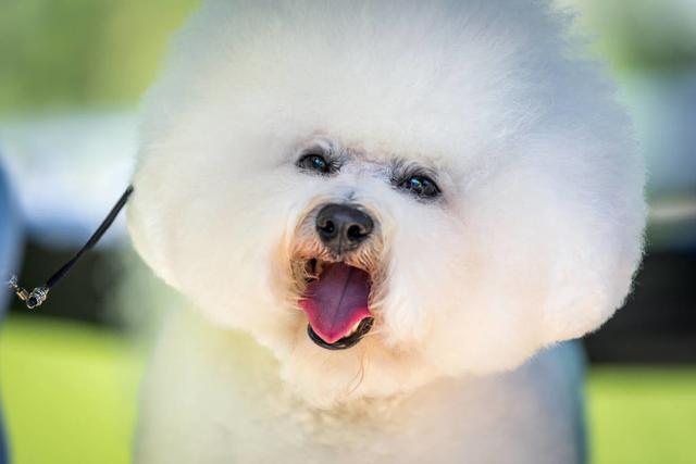 当心！比熊犬有这5种情况，说明“缺钙”很严重！