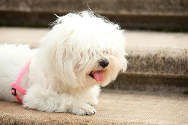 当心！比熊犬有这5种情况，说明“缺钙”很严重！