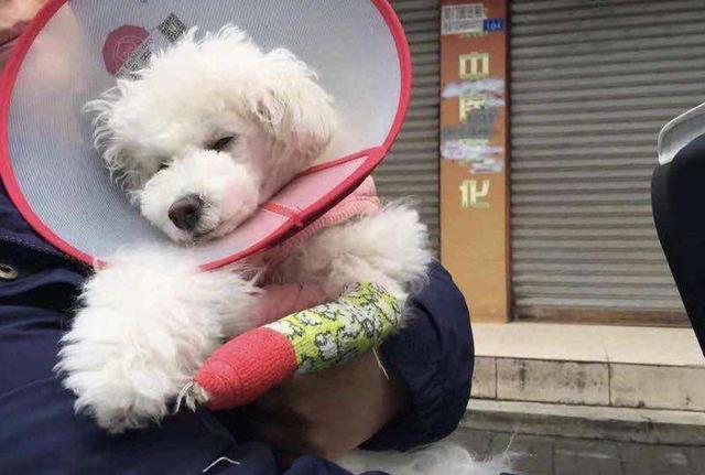 当心！比熊犬有这5种情况，说明“缺钙”很严重！