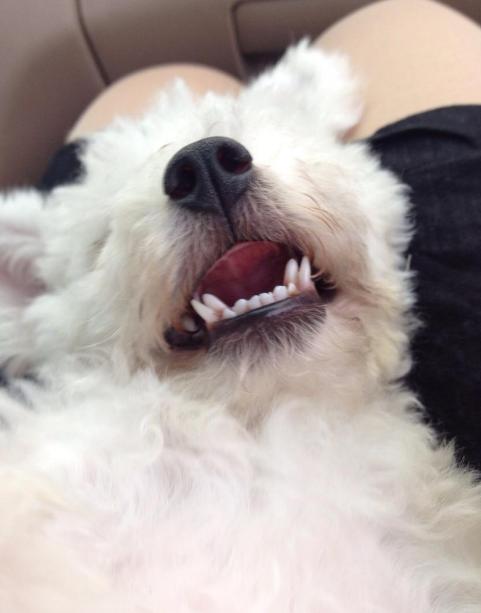 当心！比熊犬有这5种情况，说明“缺钙”很严重！