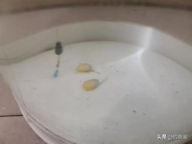 调漂测钩重是故弄玄虚？别被带偏了，告诉你为什么要测钩重