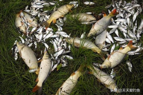 手把手教你绑单钩无结钓组，野钓大鱼必备利器，双铅跑铅随意切换