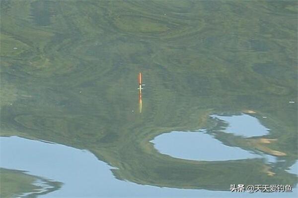 手把手教你绑单钩无结钓组，野钓大鱼必备利器，双铅跑铅随意切换