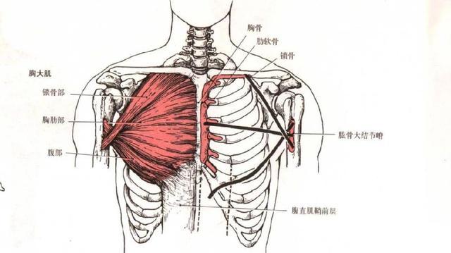 胸型不好看？中缝不明显？你真的了解胸肌吗