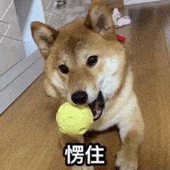 狗狗居然也会溺水！注意，不是所有狗狗天生就会游泳