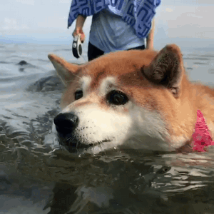 狗狗居然也会溺水！注意，不是所有狗狗天生就会游泳