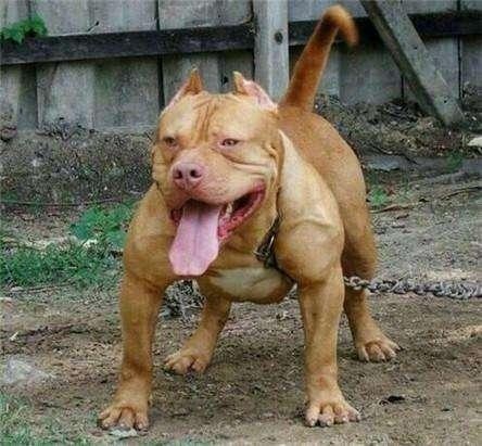 美国斗牛犬与英国斗牛犬的区别，美斗强壮健美，英斗有厚重的身体