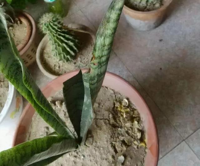 7种花有个小机关，找对位置打开它，新芽爆满盆