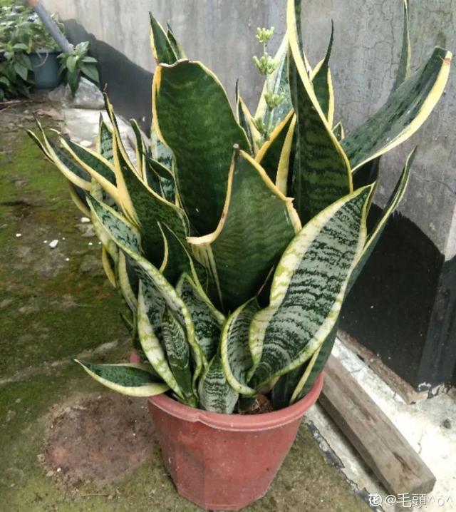 7种花有个小机关，找对位置打开它，新芽爆满盆