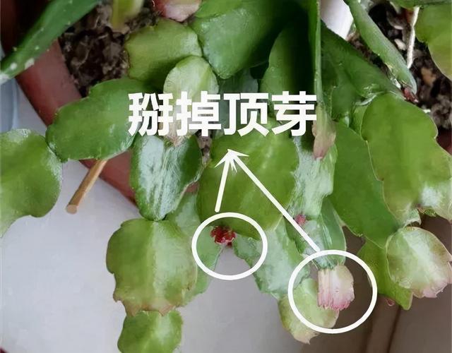 7种花有个小机关，找对位置打开它，新芽爆满盆