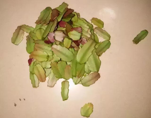 7种花有个小机关，找对位置打开它，新芽爆满盆