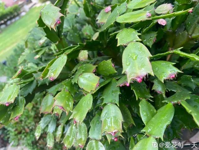 7种花有个小机关，找对位置打开它，新芽爆满盆