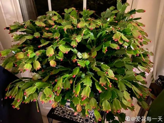 7种花有个小机关，找对位置打开它，新芽爆满盆