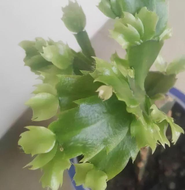 7种花有个小机关，找对位置打开它，新芽爆满盆